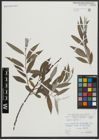 Foto von Salix alba L.